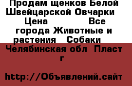 Продам щенков Белой Швейцарской Овчарки  › Цена ­ 20 000 - Все города Животные и растения » Собаки   . Челябинская обл.,Пласт г.